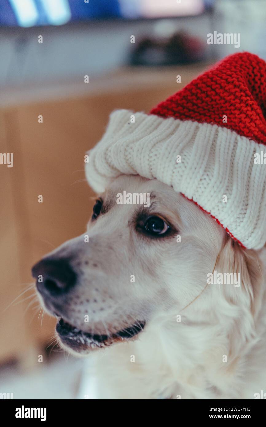 An adorable white dog wearing a vibrant red and white hat is captured in this image, with its head held high in front of a television screen Stock Photo