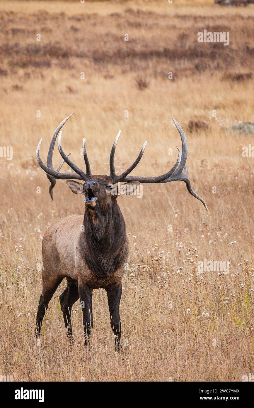 Bull elk bugling during the rut in Rocky Mountain National Park, Colorado Stock Photo