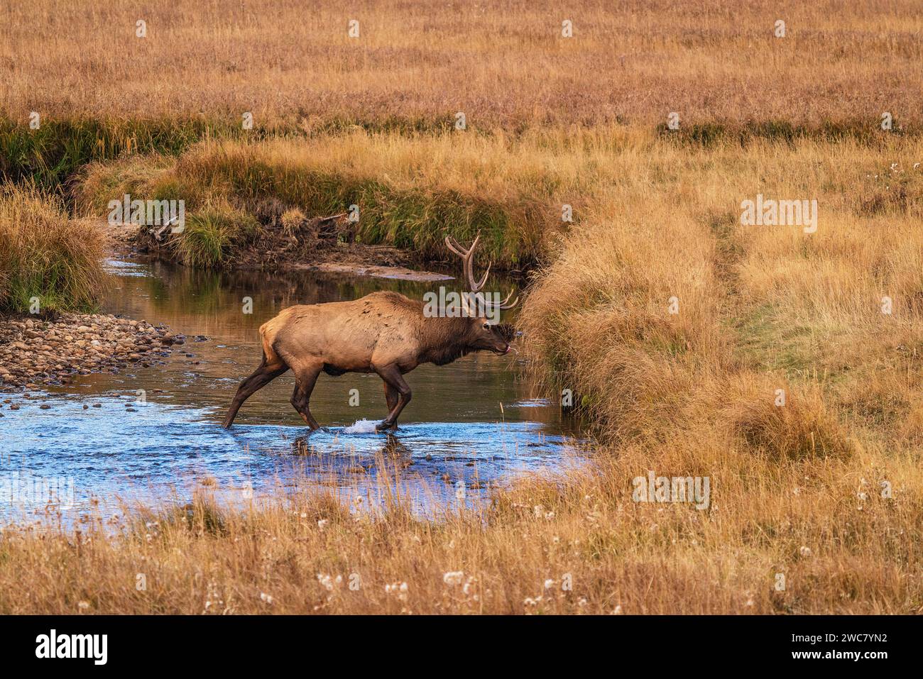Bull elk crossing Big Thompson Creek in Rocky Mountain National Park, Colorado Stock Photo