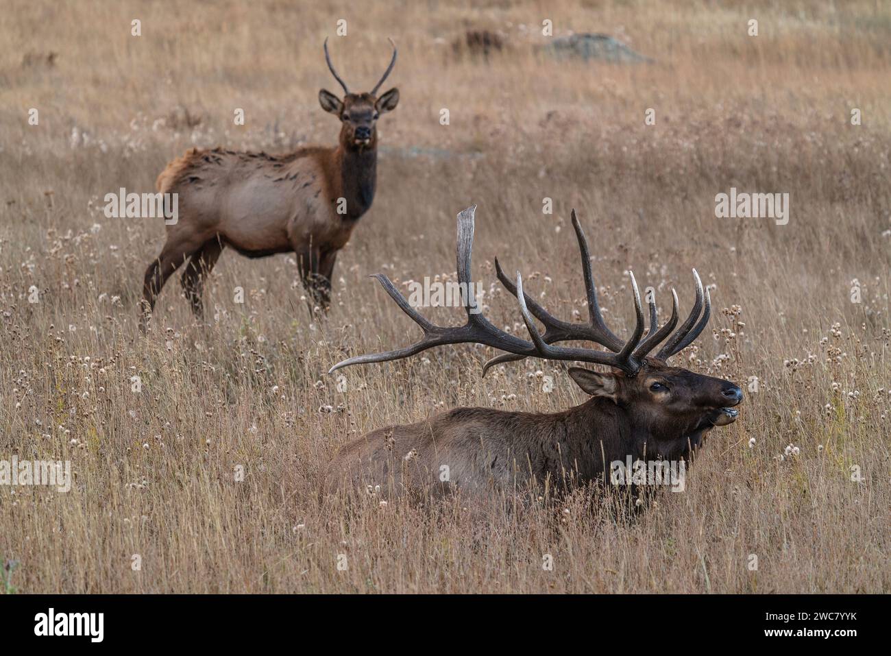 Large bull elk resting in field with younger bull standing behind in ...
