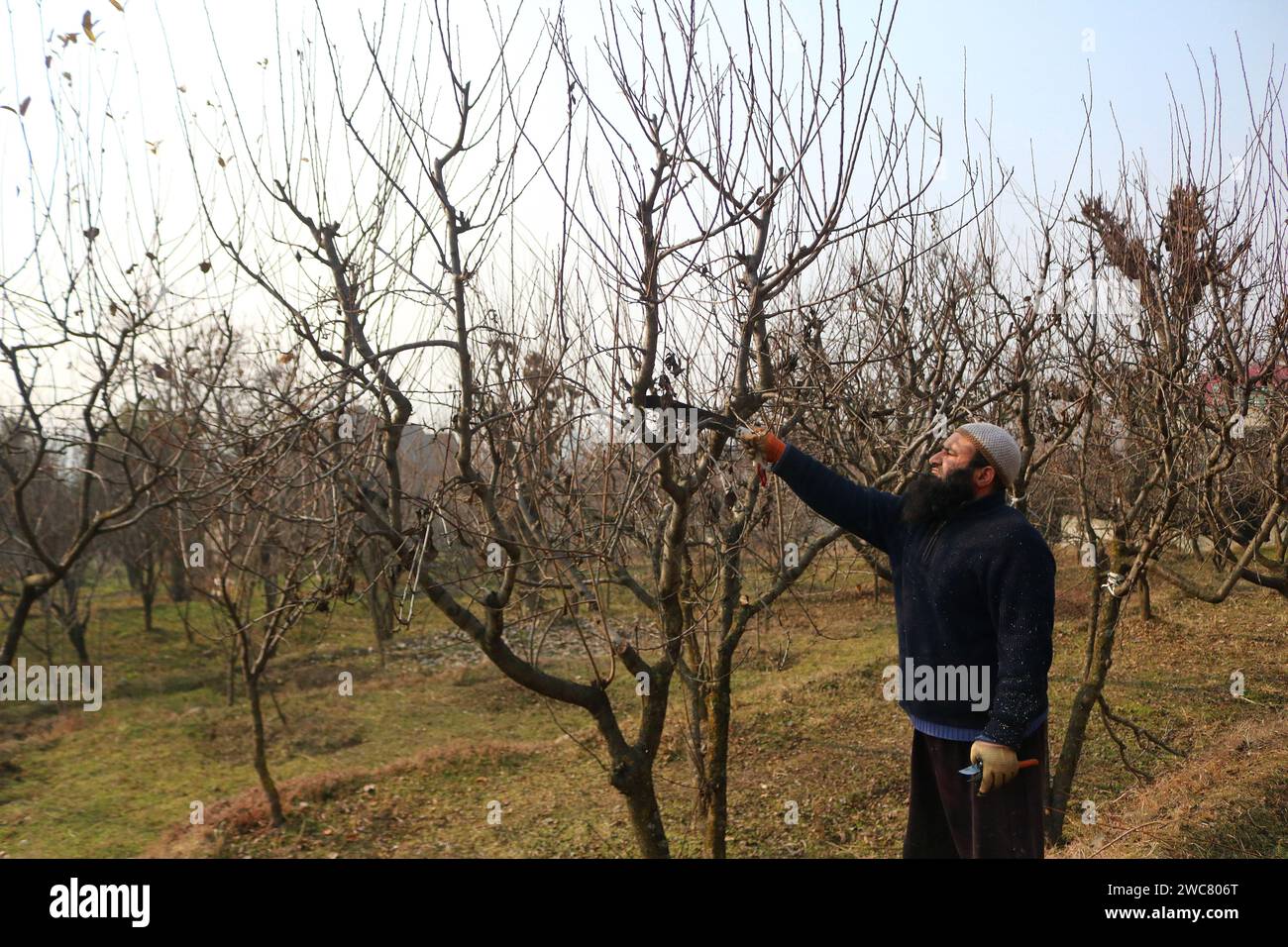 Srinagar Kashmir, India. 14th Jan, 2024. A Kashmiri farmer pruning plum