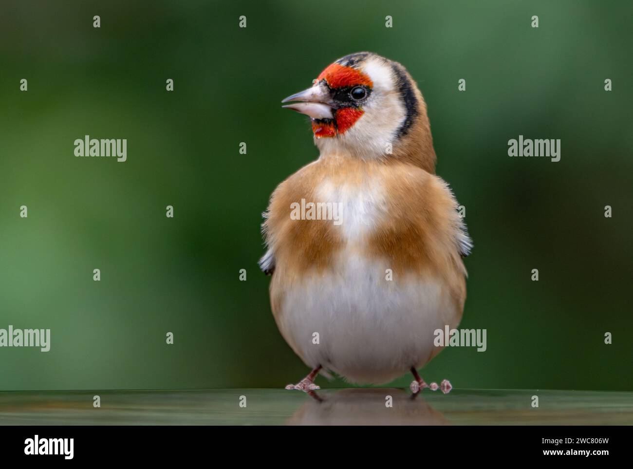 France. 14th Jan, 2024. An European Goldfinch ( Chardonneret Elegant ) seen in Rosny Sous Bois near Paris, France on January 14, 2024. Considered to be vulnerable in France, the European goldfinch population has fallen by almost 50% in 10 years as a result of poaching and illegal trafficking, according to the International Union for the Conservation of Nature. Photo by Christophe Geyres/ABACAPRESS.COM Credit: Abaca Press/Alamy Live News Stock Photo