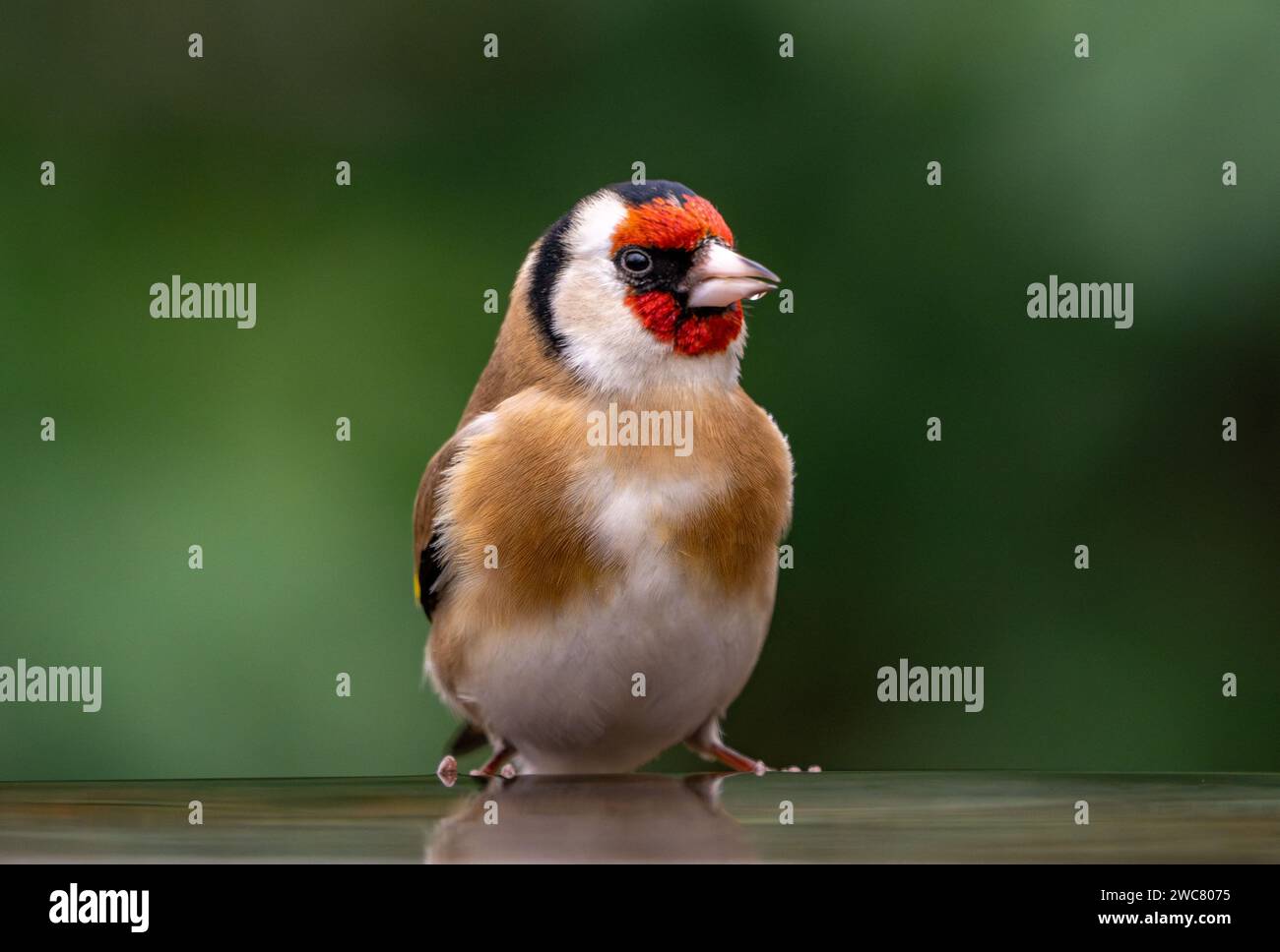 France. 14th Jan, 2024. An European Goldfinch ( Chardonneret Elegant ) seen in Rosny Sous Bois near Paris, France on January 14, 2024. Considered to be vulnerable in France, the European goldfinch population has fallen by almost 50% in 10 years as a result of poaching and illegal trafficking, according to the International Union for the Conservation of Nature. Photo by Christophe Geyres/ABACAPRESS.COM Credit: Abaca Press/Alamy Live News Stock Photo