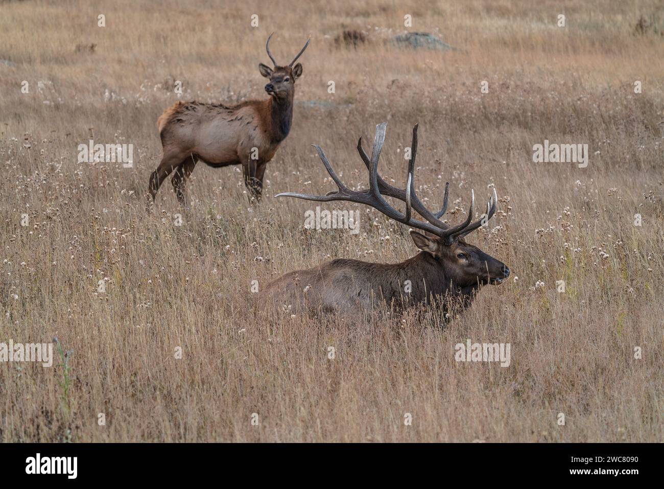 Large bull elk resting in field with younger bull standing behind in ...