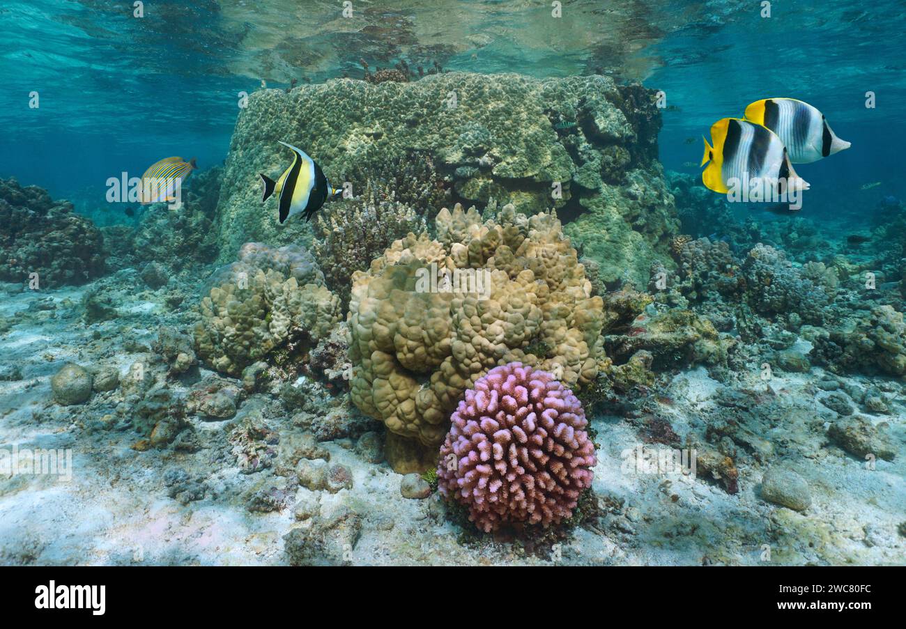 Corals with tropical fish underwater in a shallow reef, Pacific ocean, natural scene, Moorea, French Polynesia Stock Photo