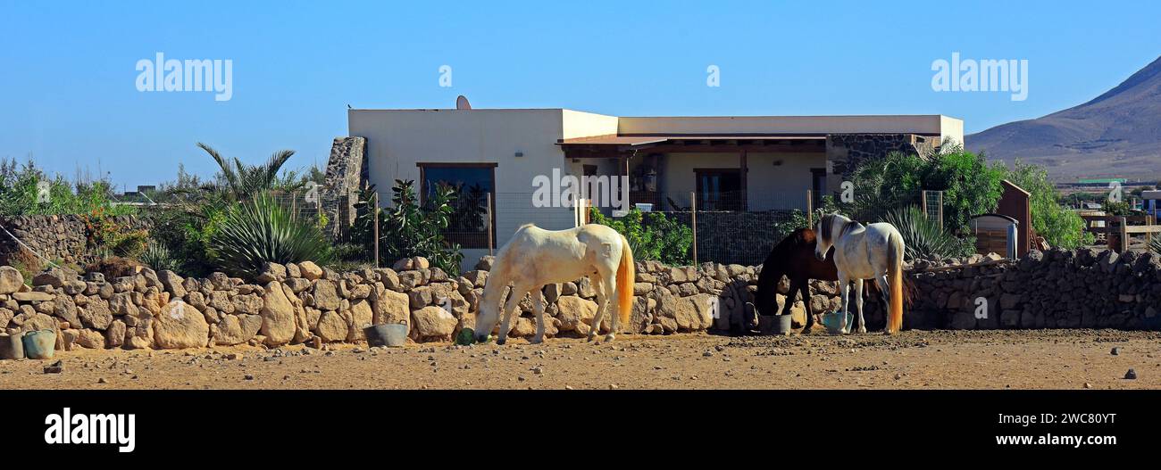 Ponies in a dusty paddock near a small house, El Cotillo, Fuerteventura, November 2023 Stock Photo