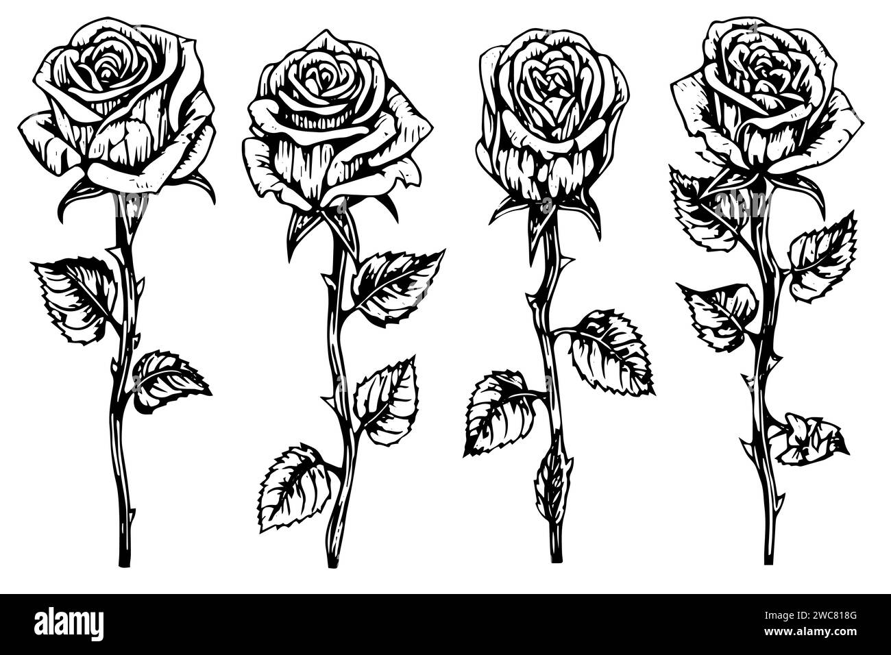 Block Drawing Roses Set of rose flower hand drawn ink sketch. Engraving style vector ...