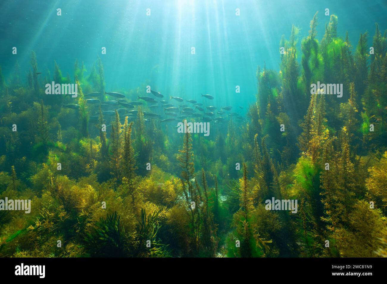 Sunlight underwater with seaweed and a school of fish (bogue) in the Atlantic ocean, natural scene, Spain, Galicia, Rias Baixas Stock Photo