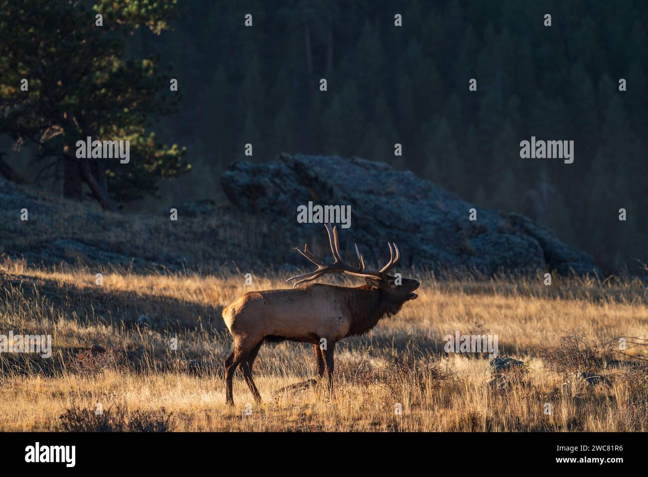 Bull elk bugling during the rut in Rocky Mountain National Park, Colorado Stock Photo