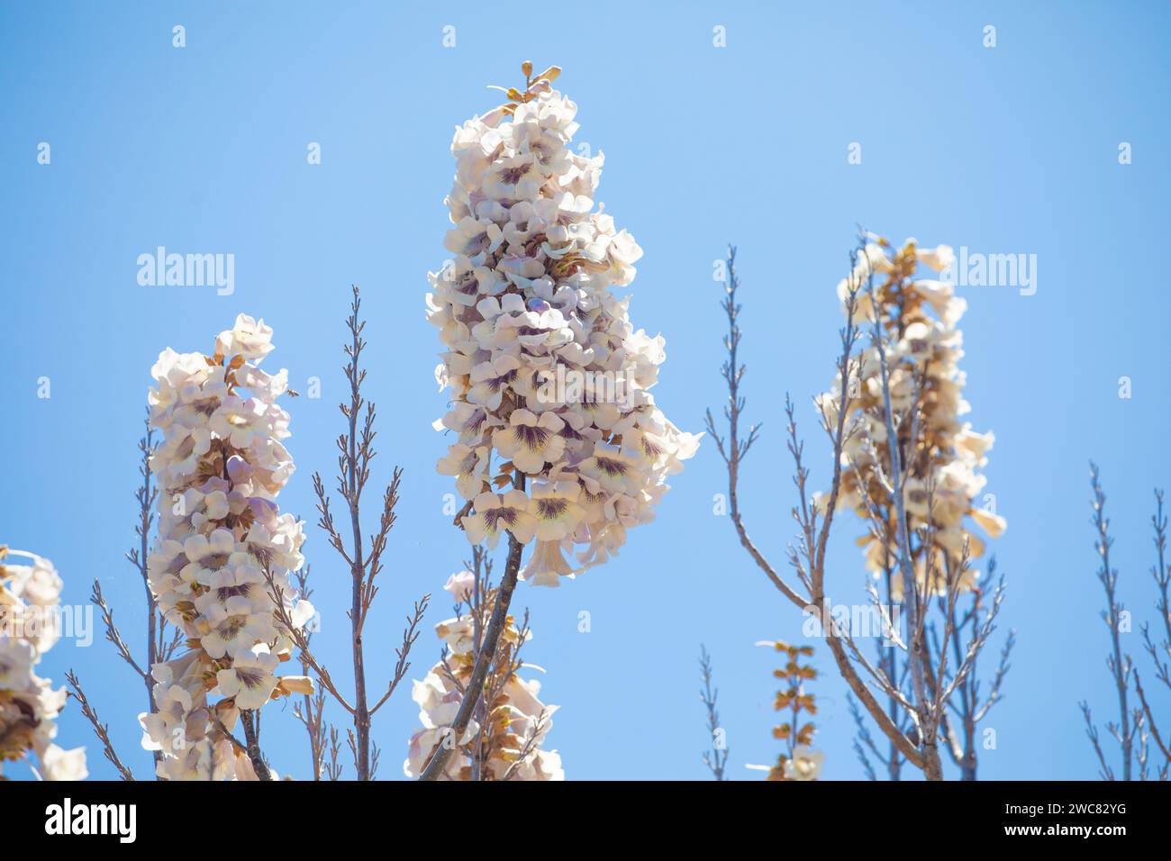 Growing Paulonia Imperial (Paulownia tomentosa) white-pink clusters of inflorescences delicate paulonia flowers against blue sky sunny day. selective Stock Photo
