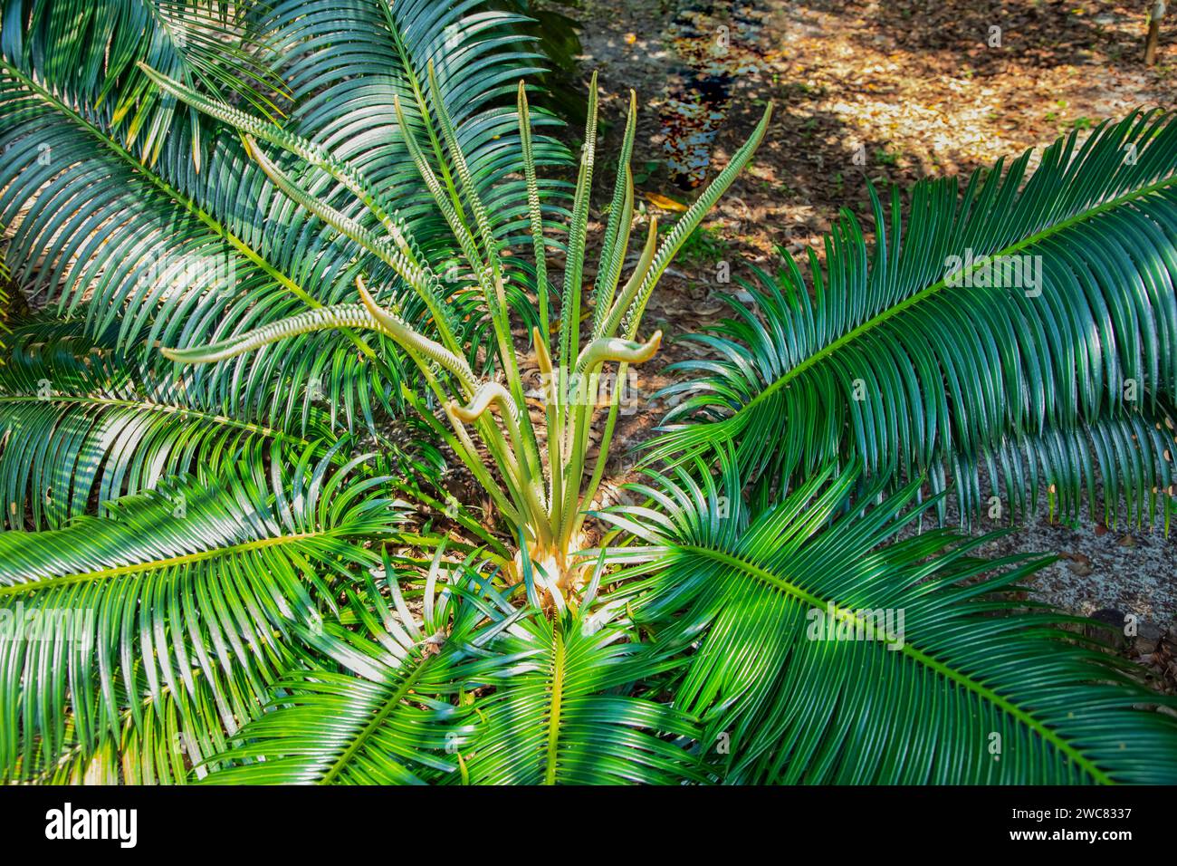 Cycas Revoluta plant young shoots of palm leaves grow up in garden traditional plant for Madagascar Stock Photo