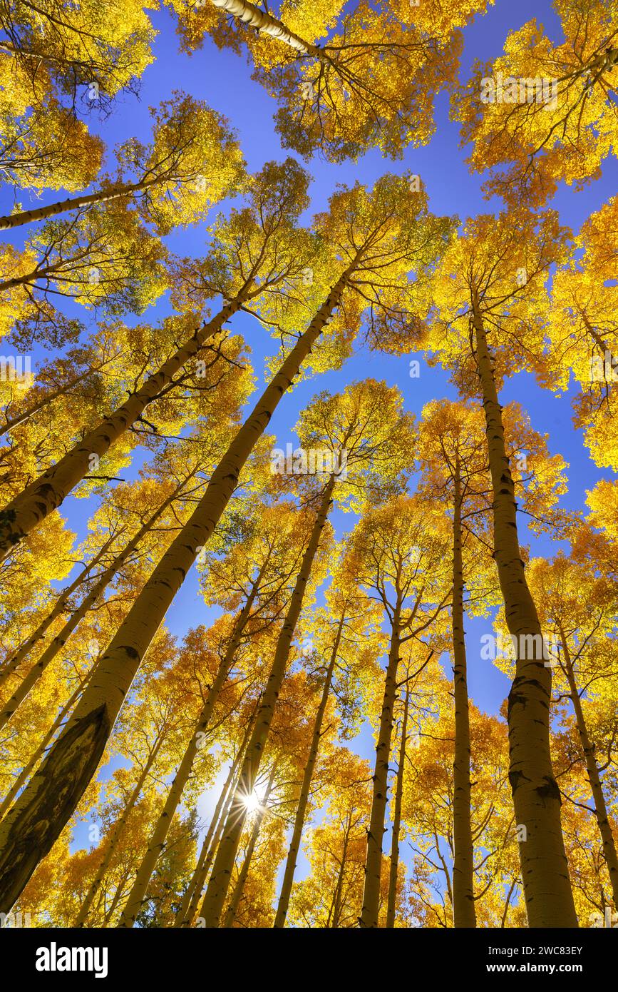 Sin gleams through brilliant yellow autumn aspens under a clear blue sky in Colorado Stock Photo