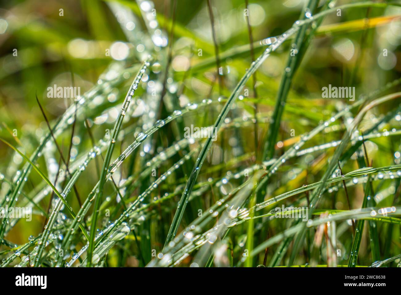 Nasses Gras, Wiese mit hoch gewachsenem Gras, nach einem Regenschauer, nasses Gras *** Wet grass, meadow with tall grass, after a rain shower, wet grass Stock Photo