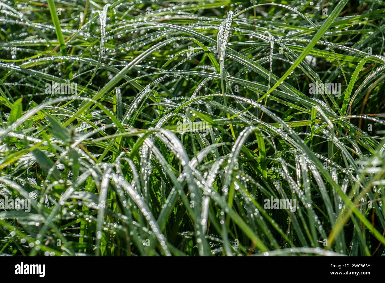 Nasses Gras, Wiese mit hoch gewachsenem Gras, nach einem Regenschauer, nasses Gras *** Wet grass, meadow with tall grass, after a rain shower, wet grass Stock Photo