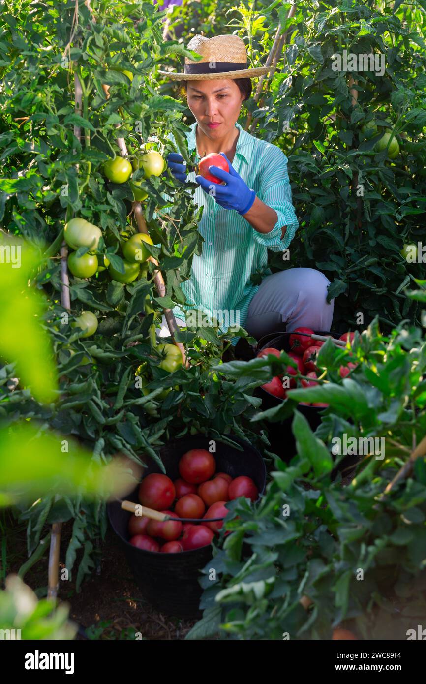 Asian woman harvests tomatoes on a plantation Stock Photo - Alamy
