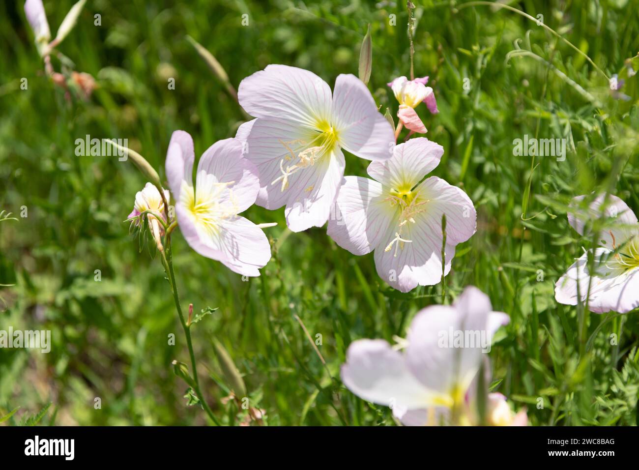 Polemonium carneum flower. nature concept. flowering plant in nature. carneum flower plant outdoor Stock Photo