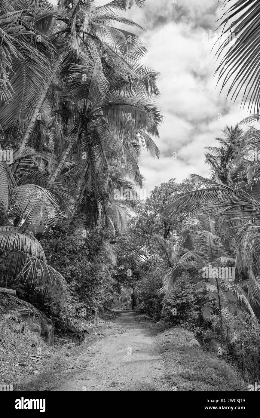 tropical jungle nature path for walking. tropical jungle nature ...