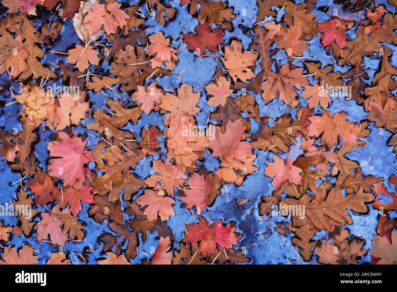 Colorful autumn leaves resting on water with blue sky reflected in Zion National Park, Utah Stock Photo