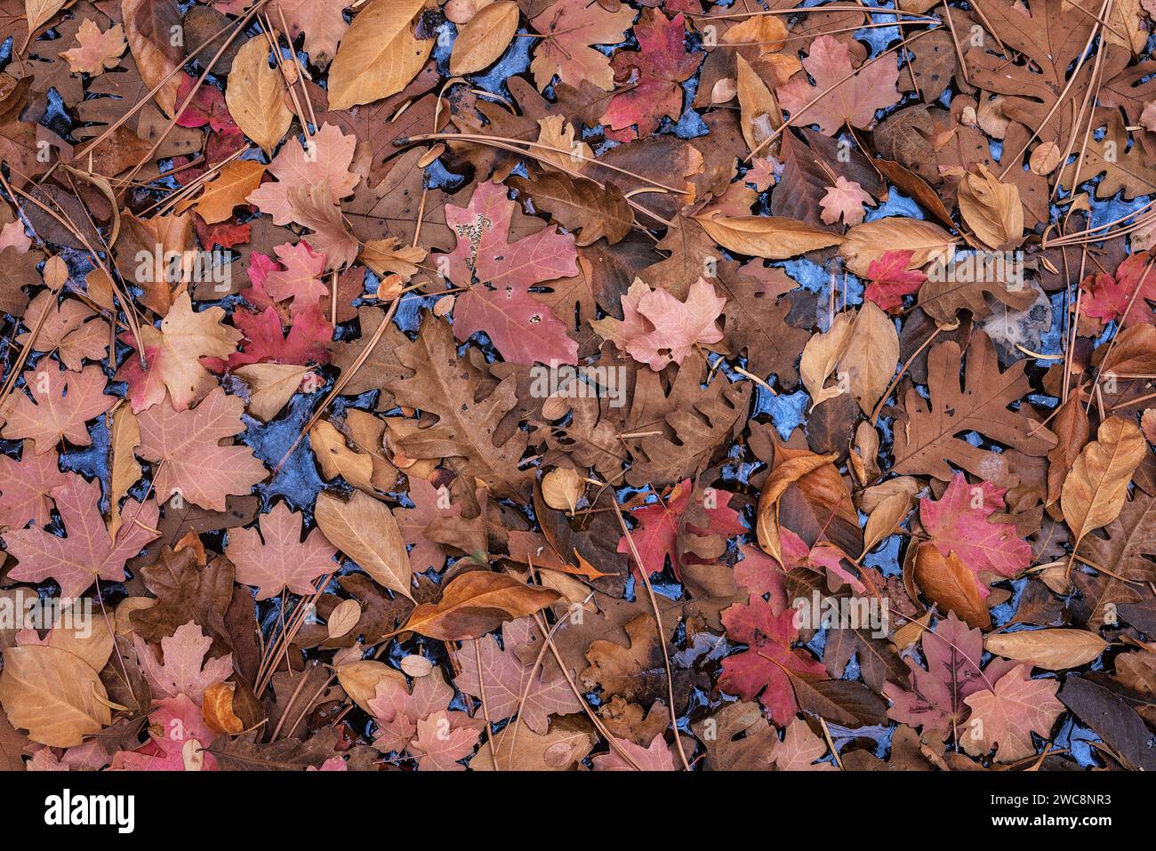 Colorful autumn leaves resting on water with blue sky reflected in Zion National Park, Utah Stock Photo