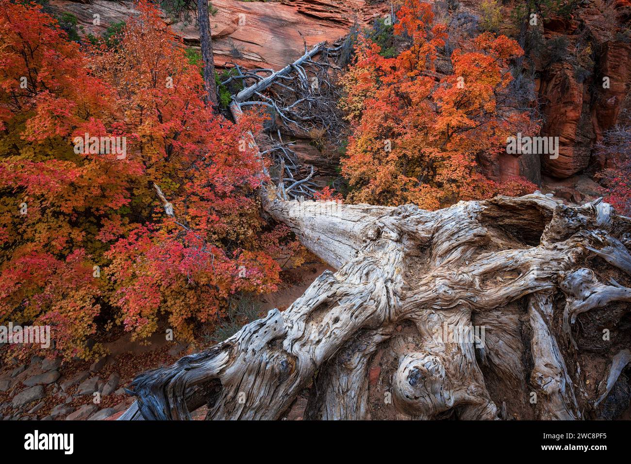 Shattered pine snag and bigtooth maples in the Clear Creek section of Zion National Park, Utah Stock Photo
