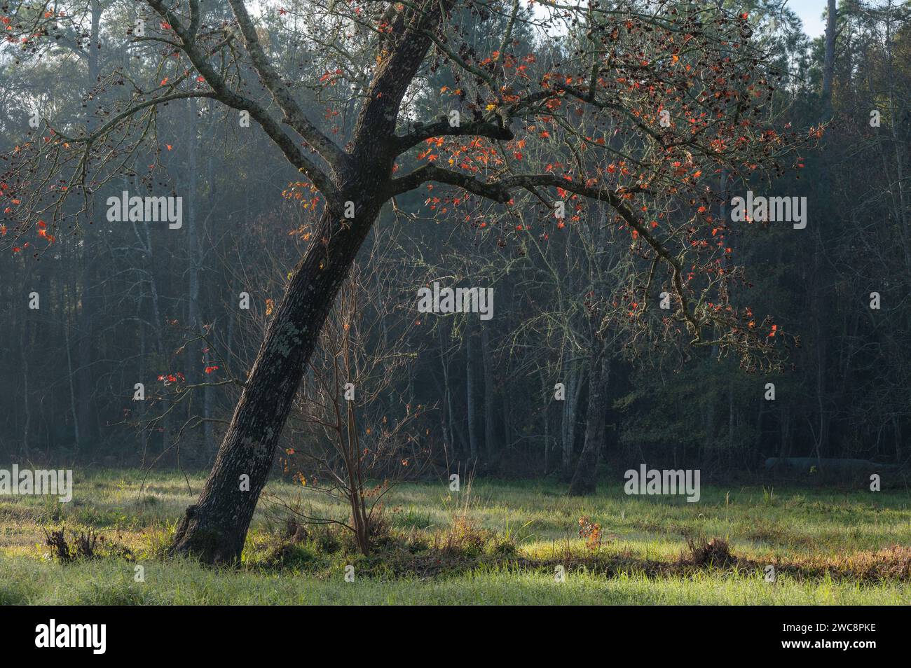 A leaning tree grows in a clearing in the forest, its few remaining leaves sparkling in the morning light. Stock Photo