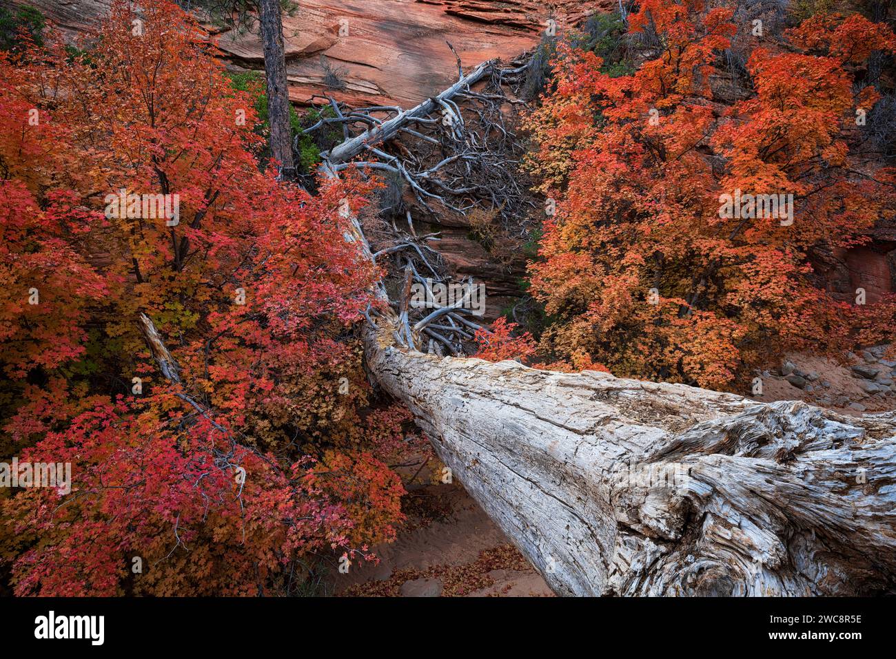 Shattered pine snag and bigtooth maples in the Clear Creek section of Zion National Park, Utah Stock Photo