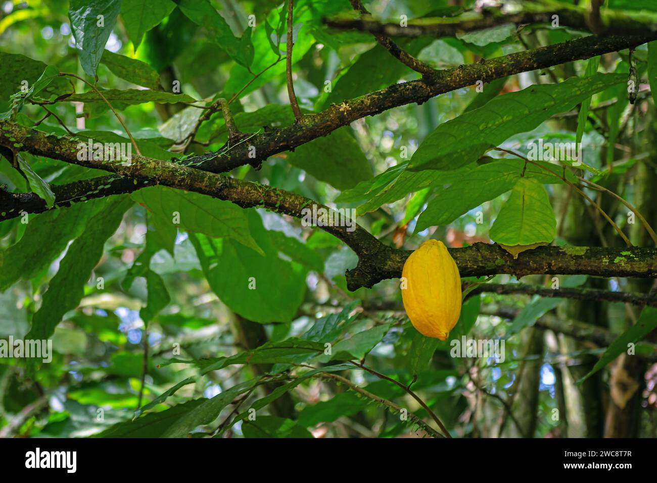 Yellow cocoa pod on the tree ripe organic tropical fruit Trinidad  and Tobago local plantation Stock Photo