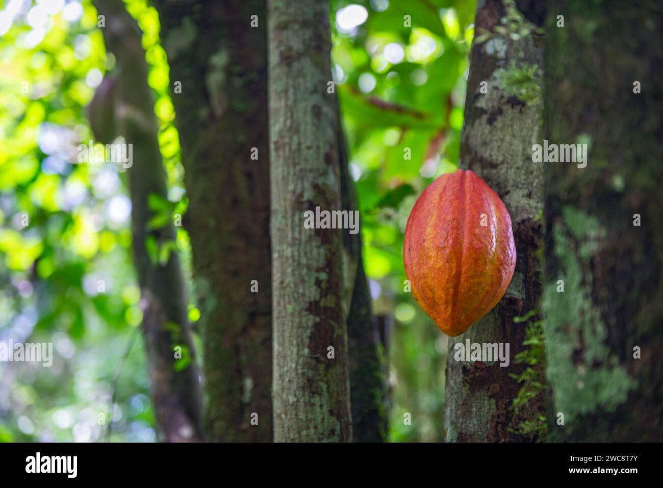 Red cocoa pod on the tree ripe organic tropical fruit Trinidad and Tobago local plantation Stock Photo