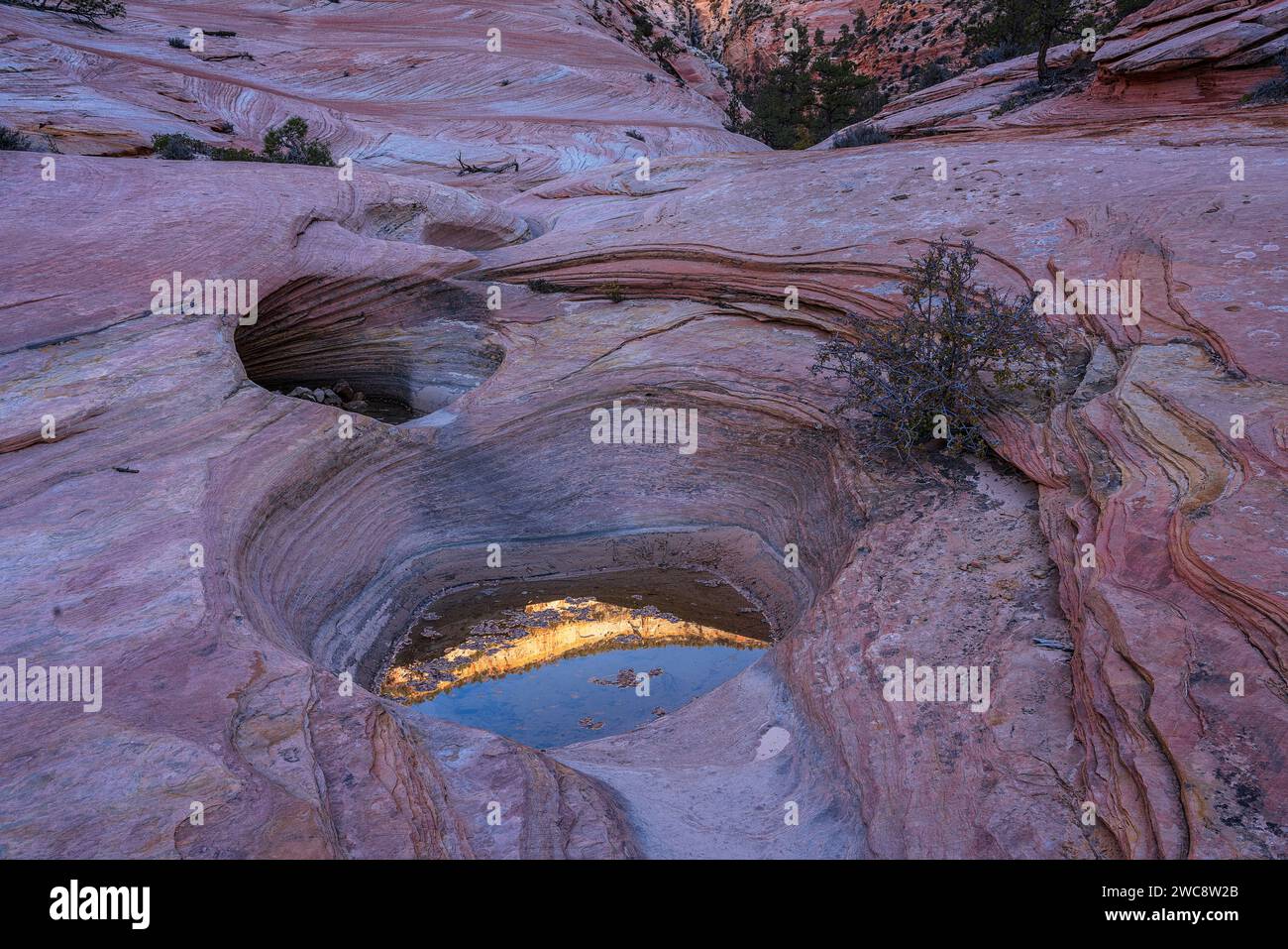 Reflection in small pool high on a Mesa in Zion National Park, Utah Stock Photo