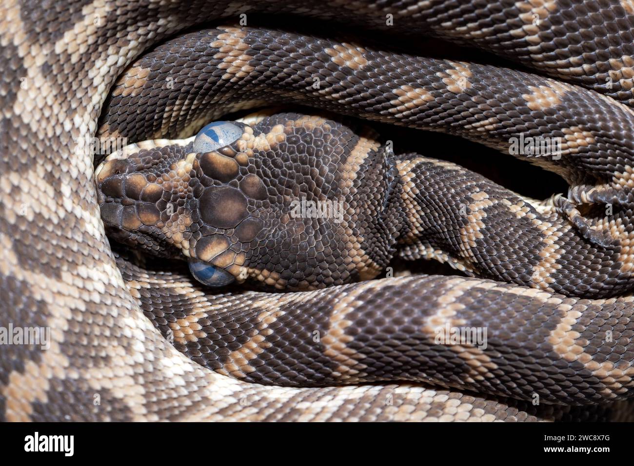 Close up of Australian Rough-scaled Python with opaque eyes prior to ...