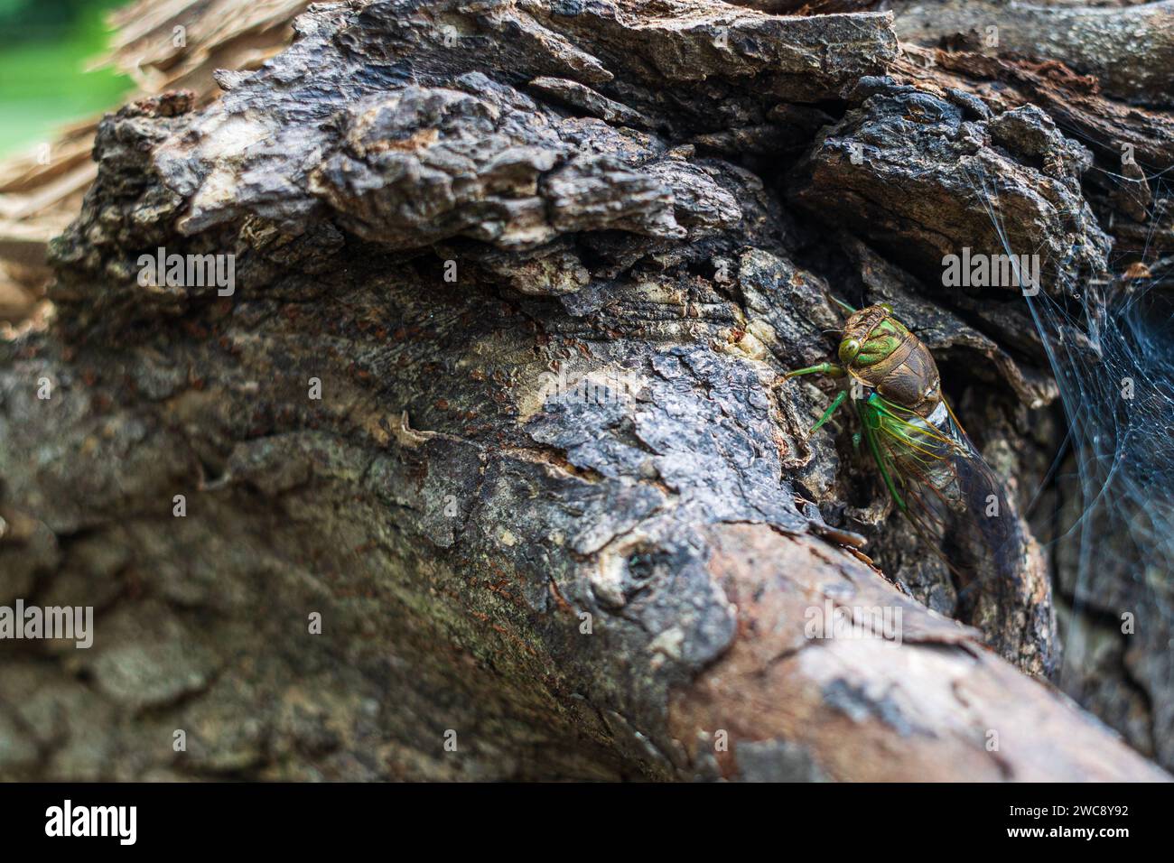 A green beetle sits on a large tree branch downed after a severe storm in an Atlanta park. Stock Photo