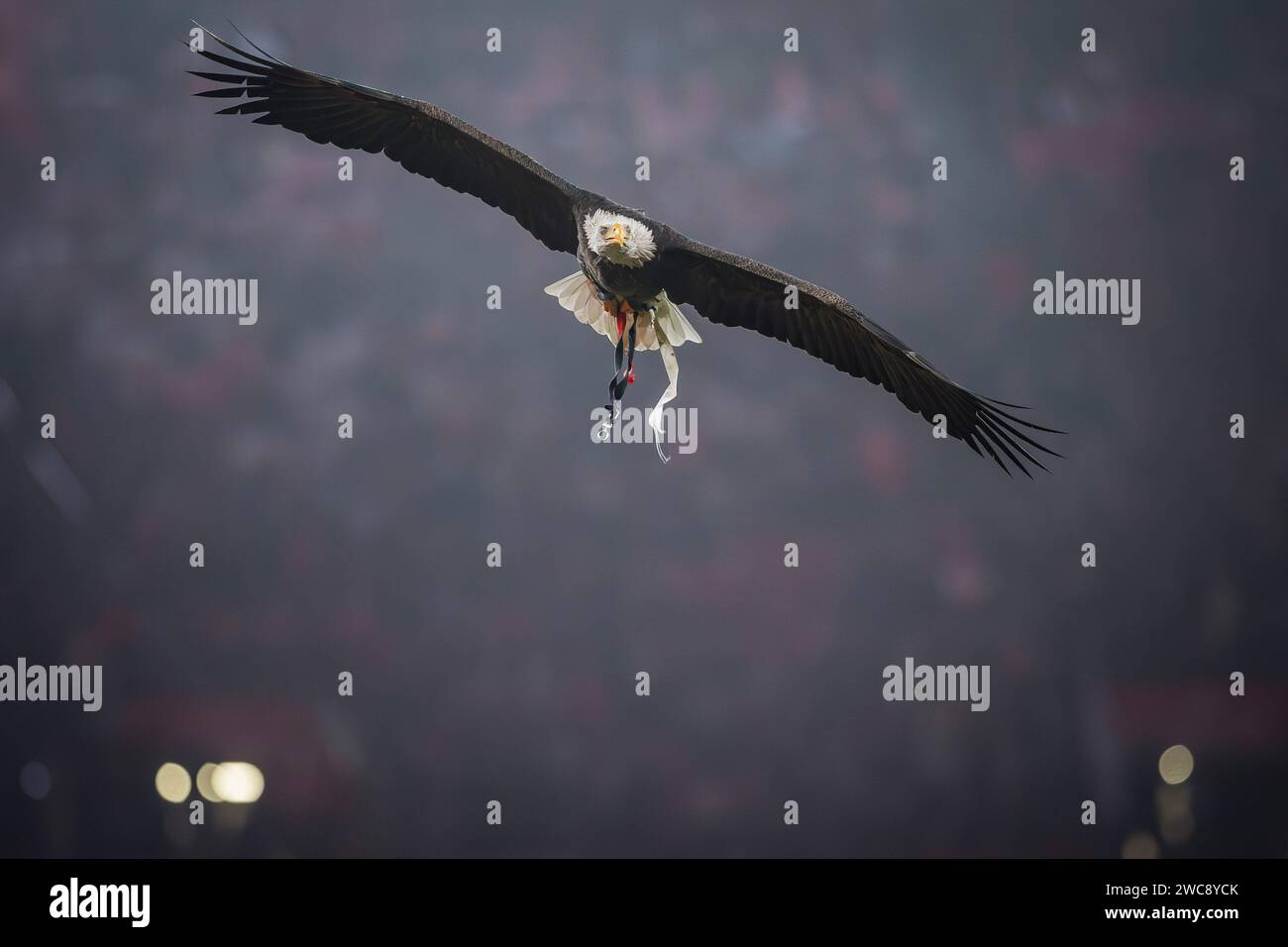lisbon-portugal-14th-jan-2024-the-mascot-of-sl-benfica-eagle