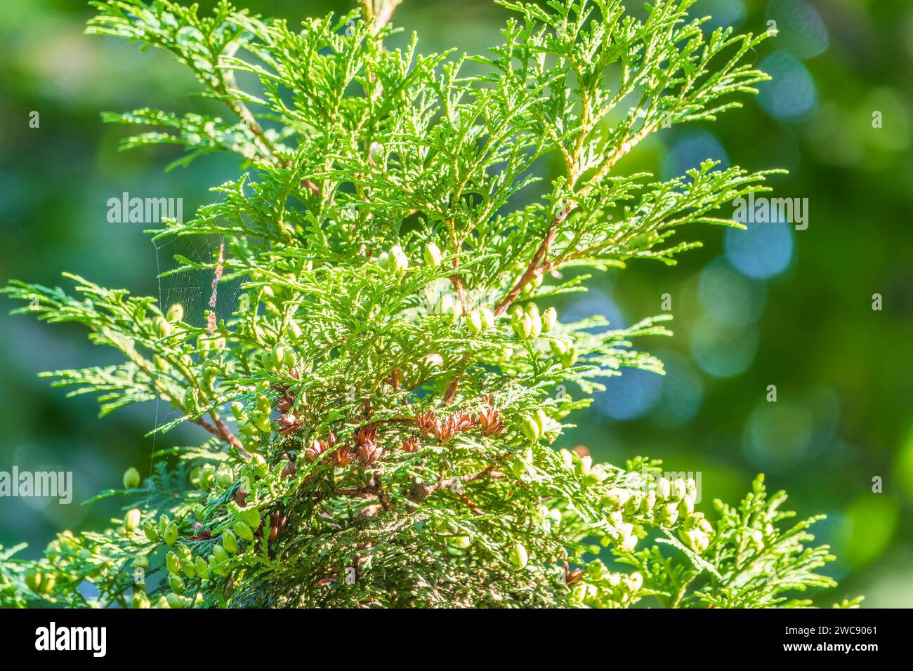 Thuja occidentalis green foliage. Green thuja tree branches, background. Thuja occidentalis, or eastern arborvitae close-up. texture background. Stock Photo