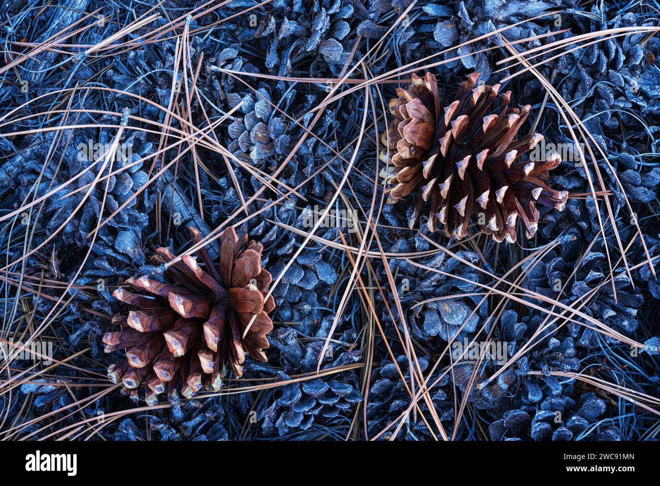 Pine cones and needles underneath a Ponderosa pine in Zion National Park, Utah Stock Photo