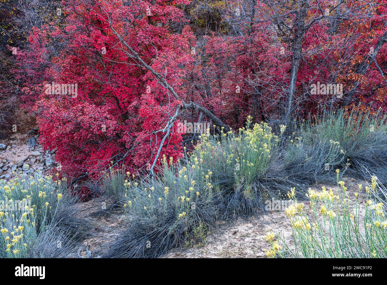 Colorful autumn Big-tooth Maple and Rabbitbrush in Zion National Park, Utah Stock Photo