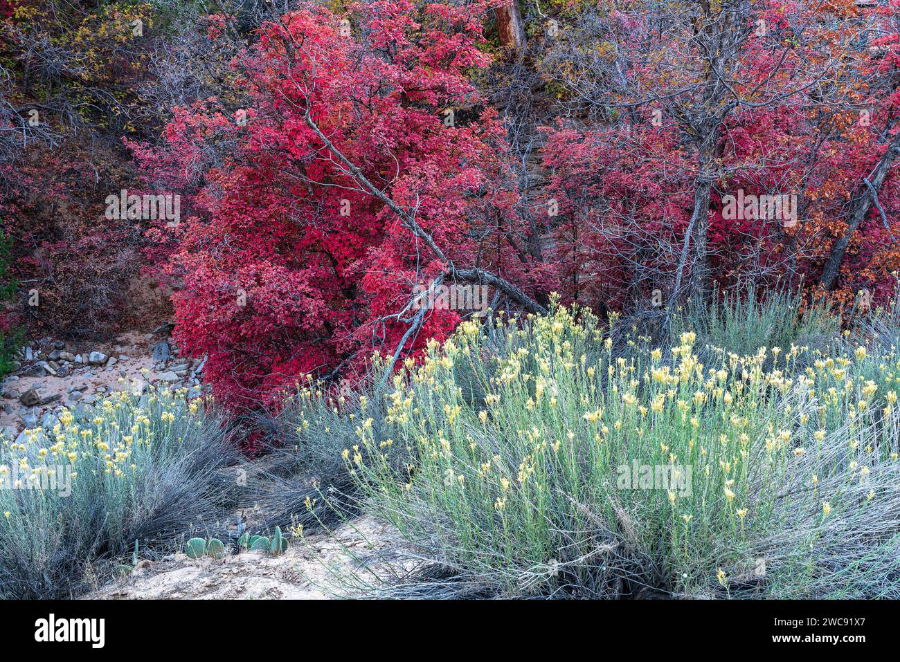 Colorful autumn Big-tooth Maple and Rabbitbrush in Zion National Park, Utah Stock Photo