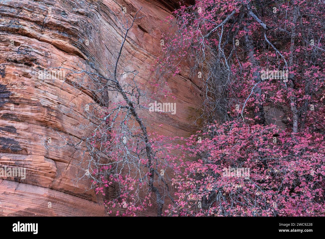 Bigtooth maple in autumn in the Clear Creek section of Zion National Park, Utah Stock Photo