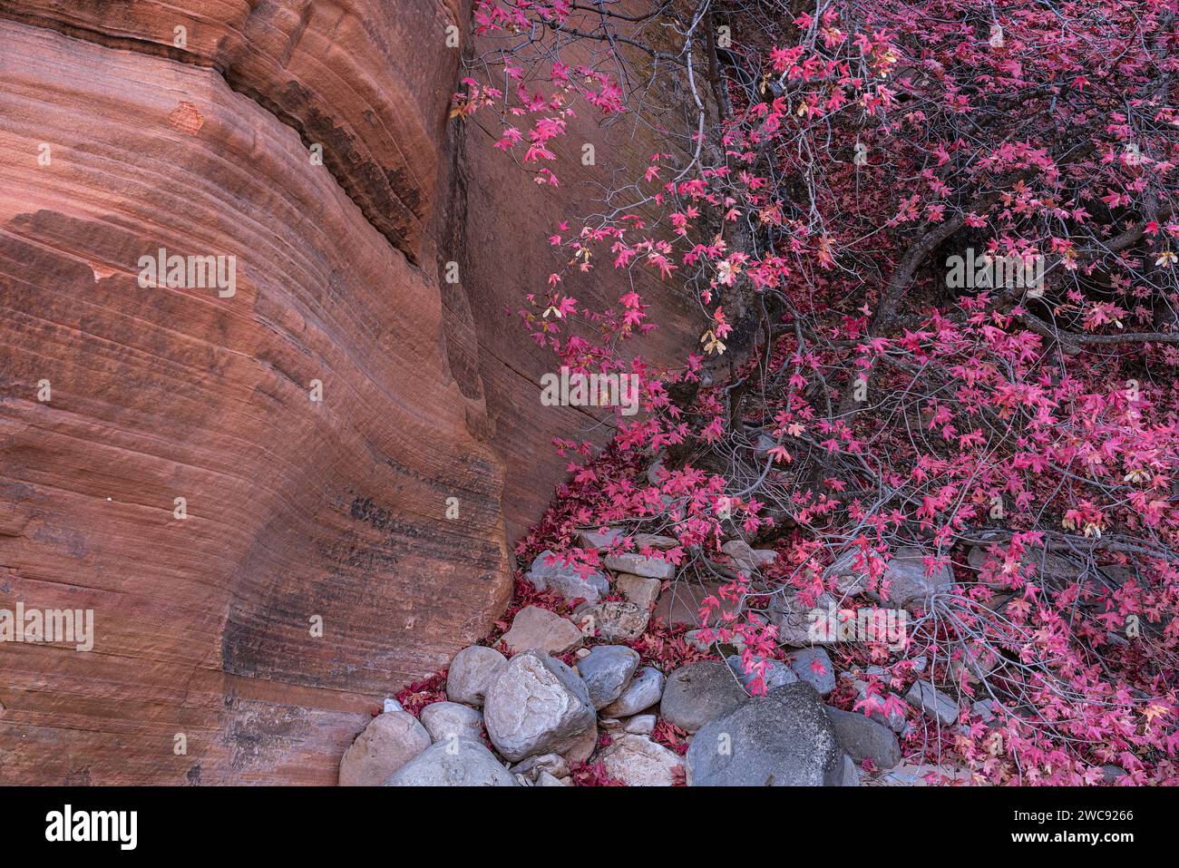 Bigtooth maple in autumn in the Clear Creek section of Zion National Park, Utah Stock Photo