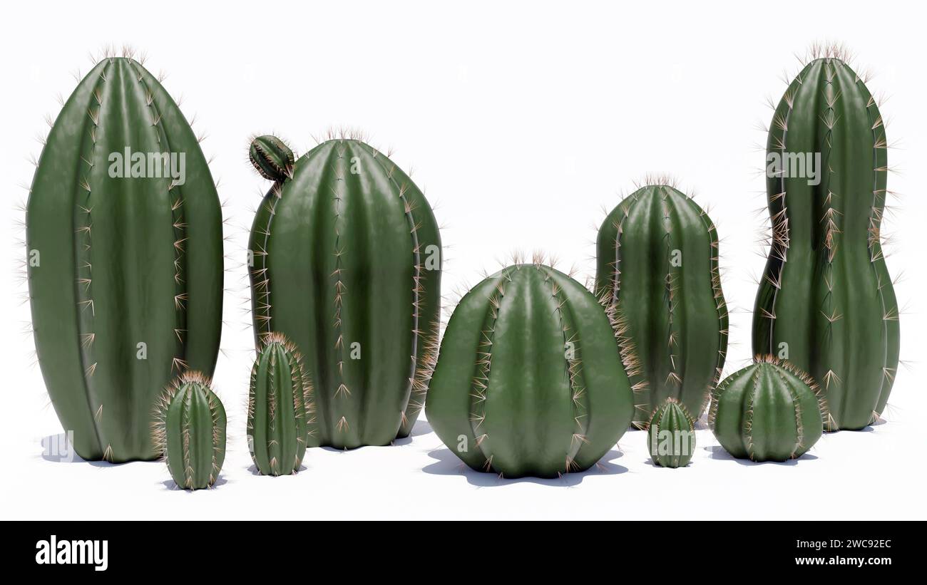 3d rendering of a group of cacti on the white background Stock Photo ...