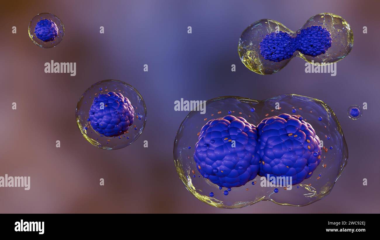 3d rendering of division of stem cells, which are unspecialized cells that can develop into different types of cells. The stem cells are shown as sphe Stock Photo