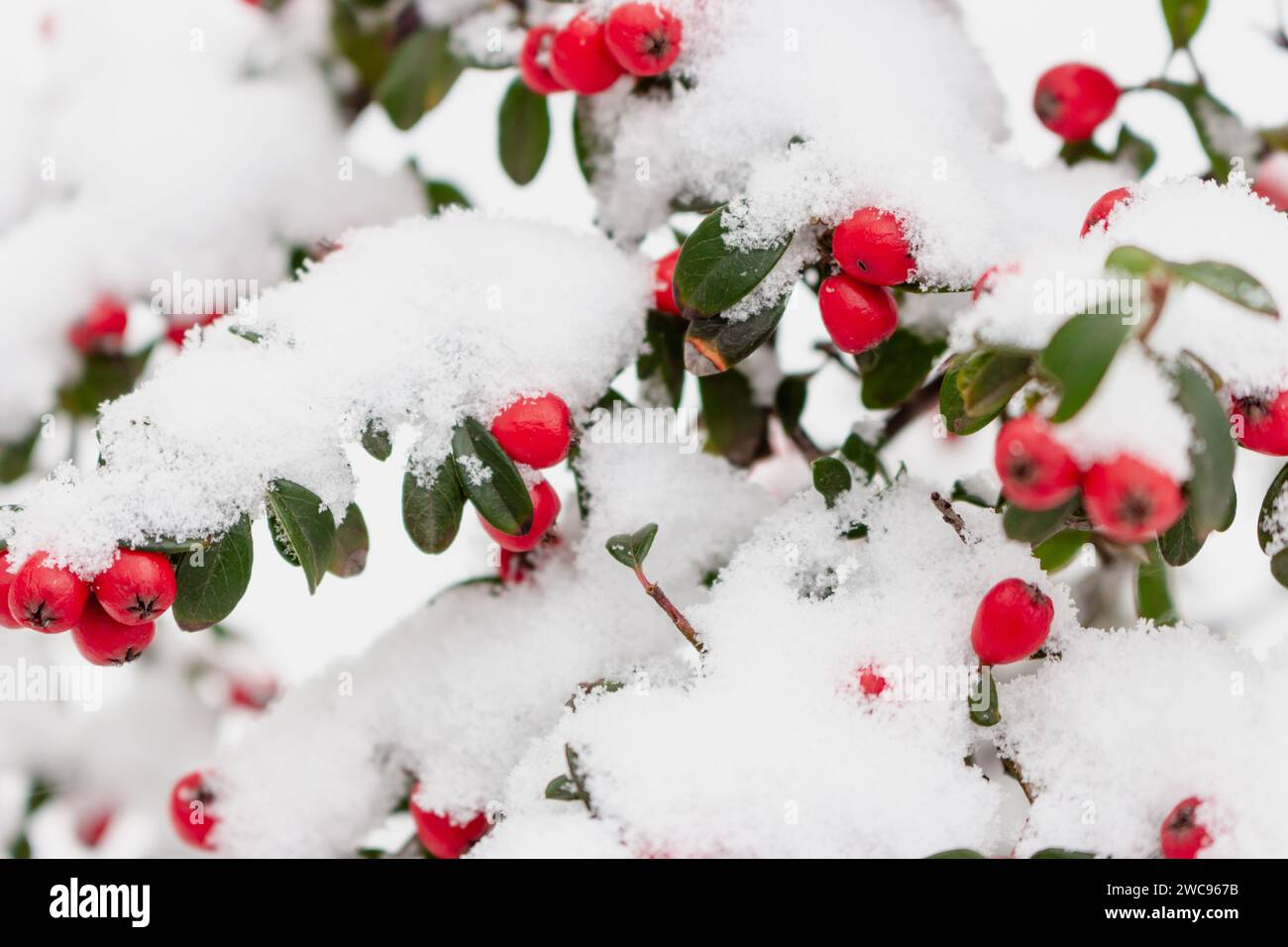 Red berries in snow. Frost on red berries with green leaves. Frozen nature. February landscape. Winter in parkland. Snowy forest in details. Stock Photo