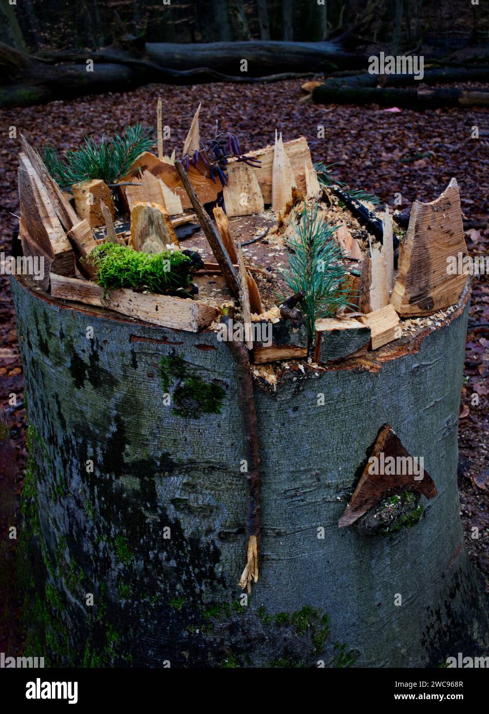 child's play in the forest, a miniature landscape arranged on a tree stump and built of natural materials Stock Photo