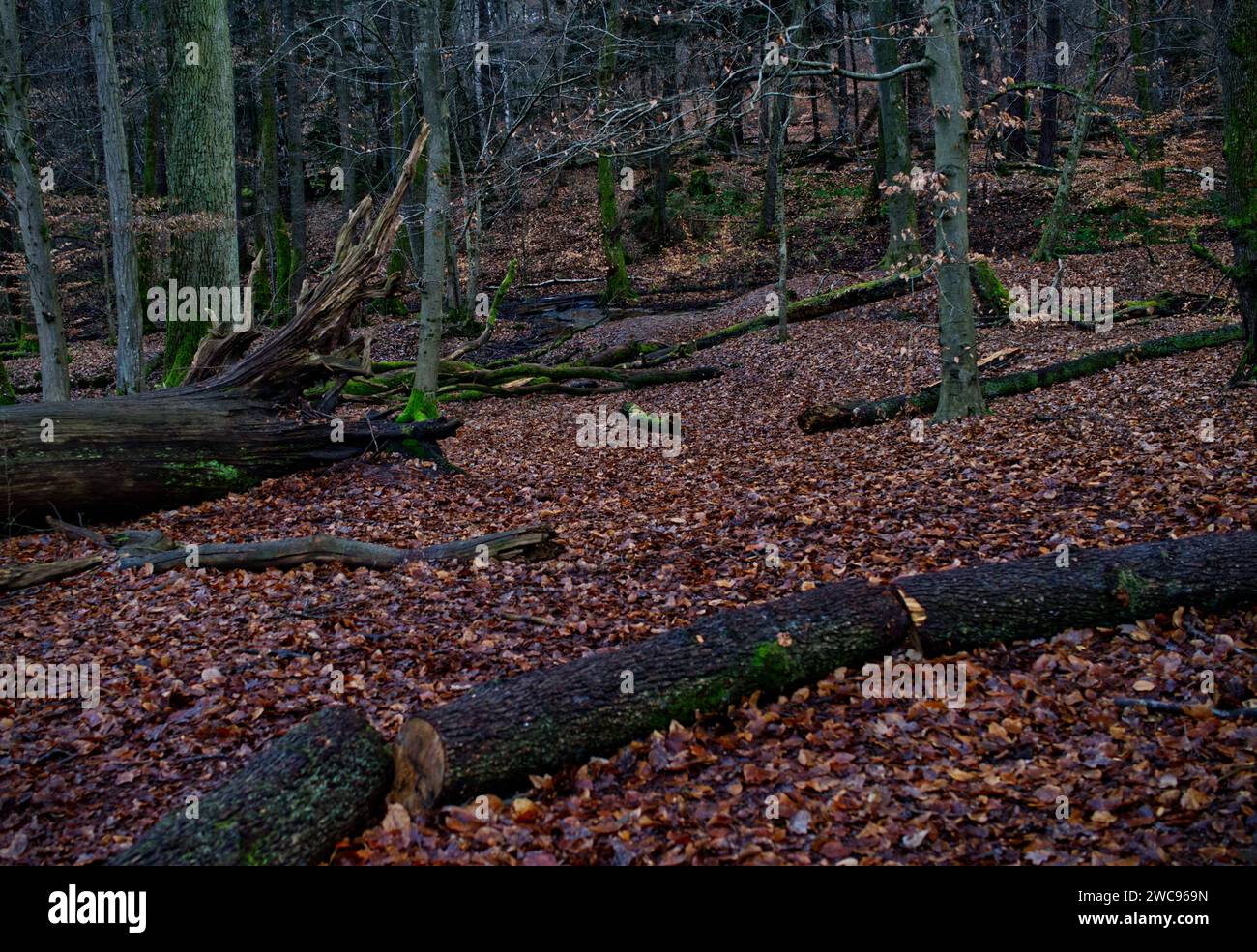Forest scenery with a path downhill to a creek. Horizontally lying tree trunks in the foreground and brown foliage everywhere on the ground Stock Photo