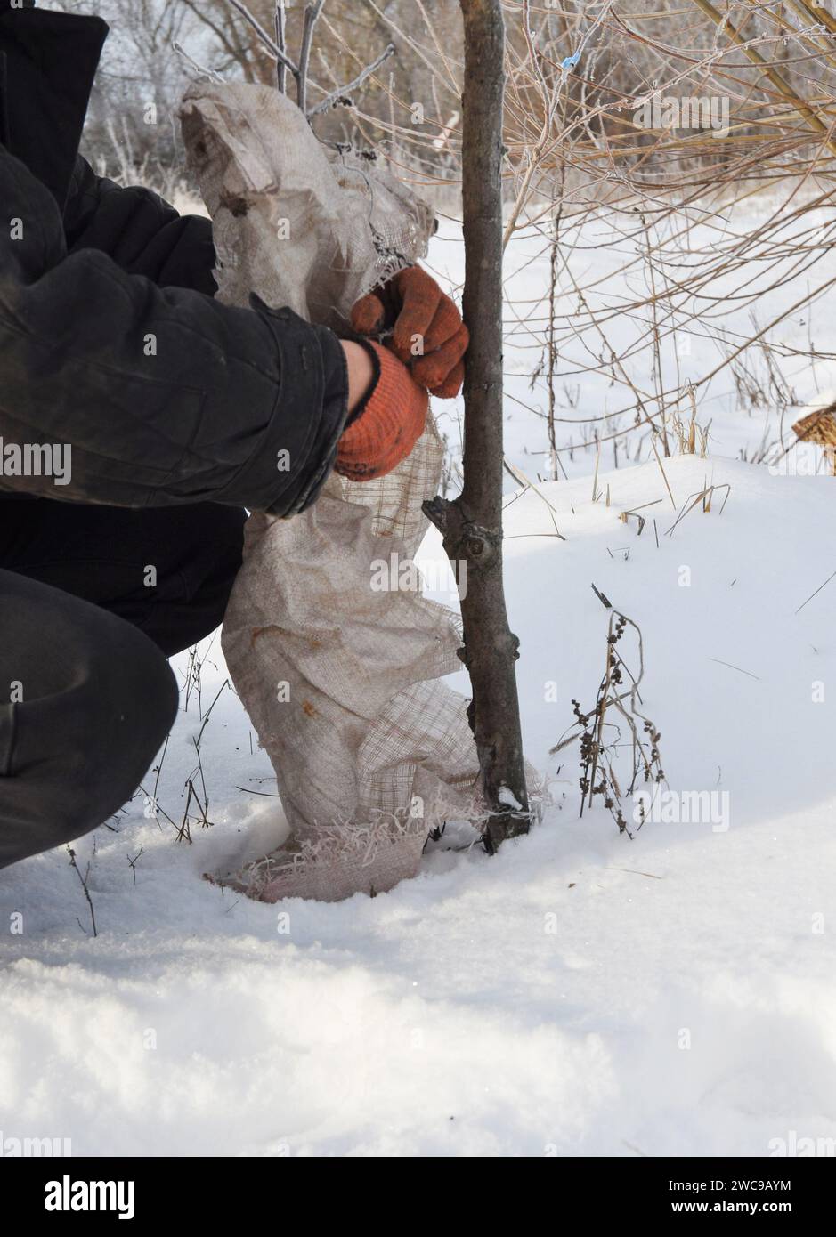 Rabbit tree damage protection. A gardener is wrapping a spunbond