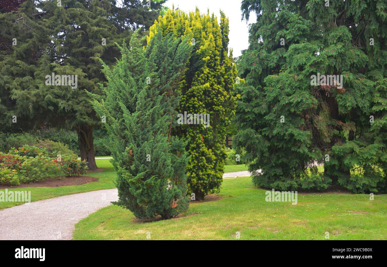 Close up on Taxus baccata, European yew hedge near pathway. Yew Hedging. Pruning Yew Hedges. Stock Photo
