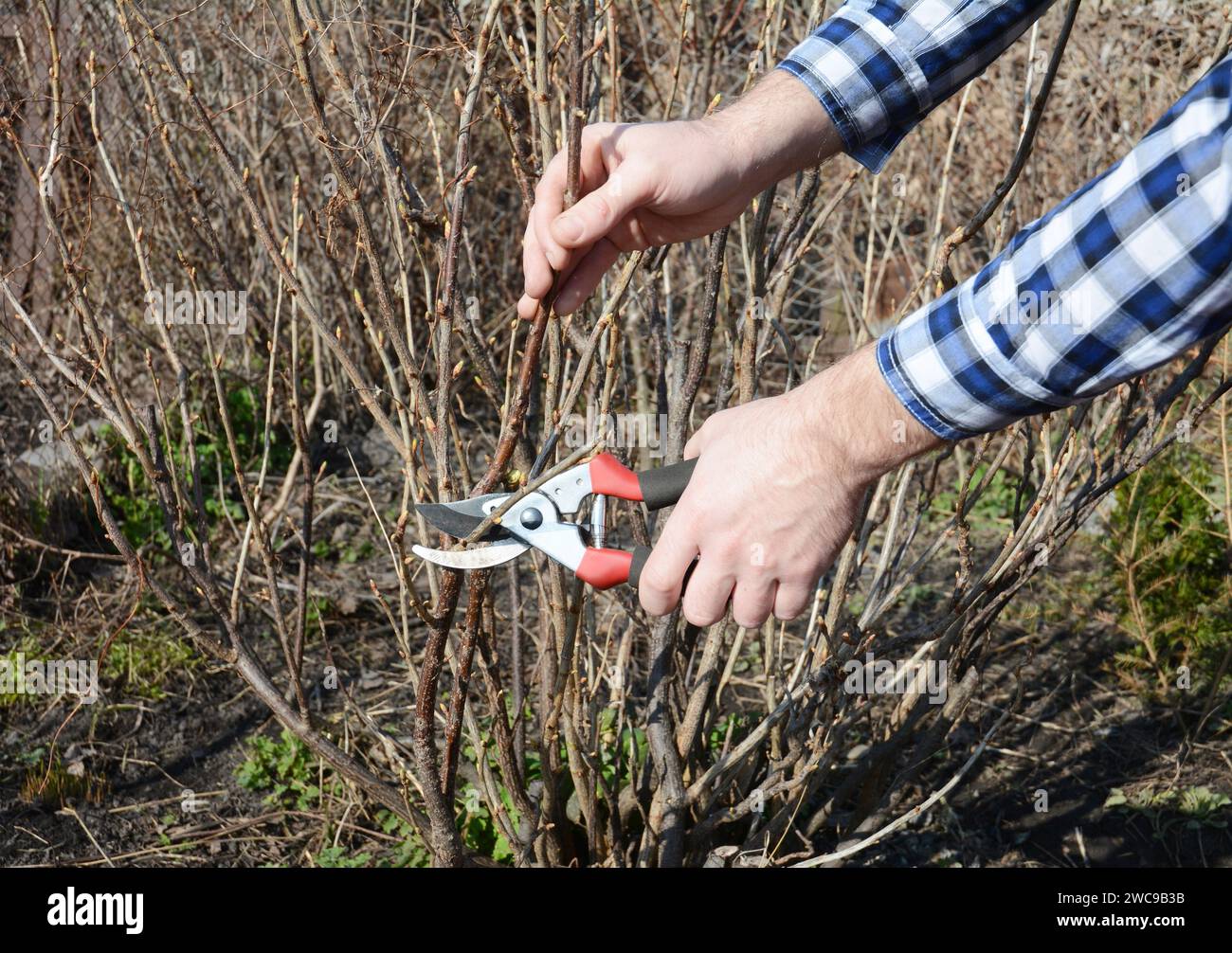 Gardener hands cutting blackcurrant bush with bypass secateurs in early spring. Stock Photo