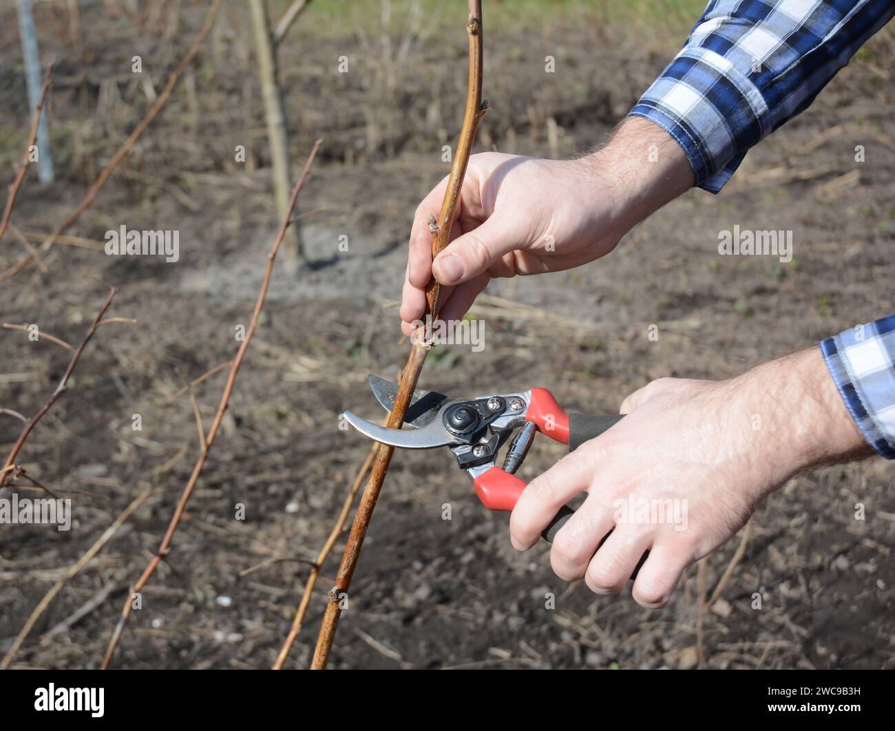 Cut Up Raspberry Gardener hands cutting raspberry bush with bypass secateurs Stock Photo ...