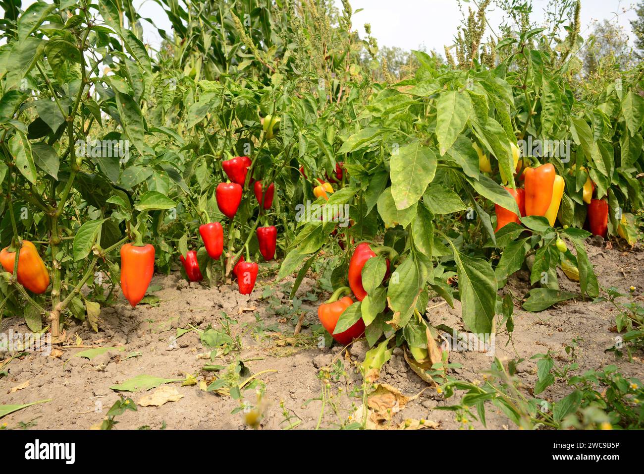 Planting, Growing and Harvesting Sweet Bell Pepper Plant Stock Photo