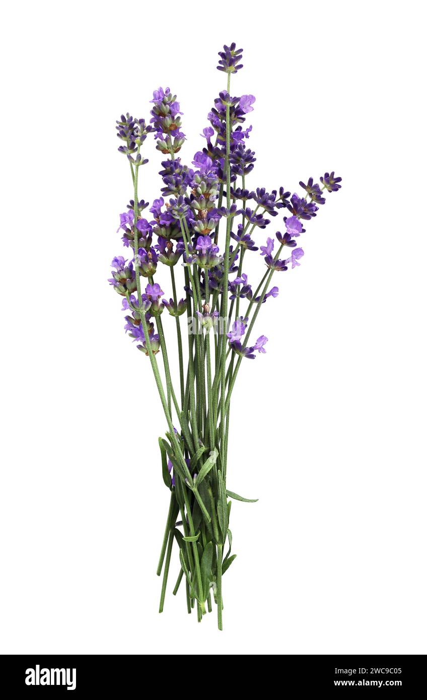 Bouquet of fresh purple lavender flower. Bunch of lavandula flowers. Isolated on white background Stock Photo