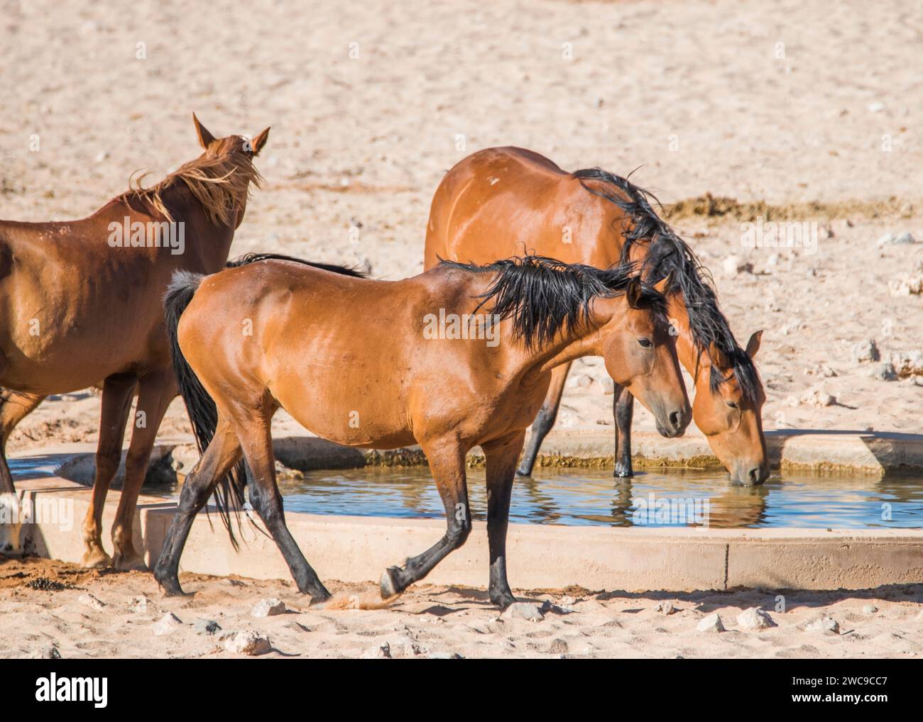 Desert Horses (feral) Breed mix riding horse and cavalry horses German ...